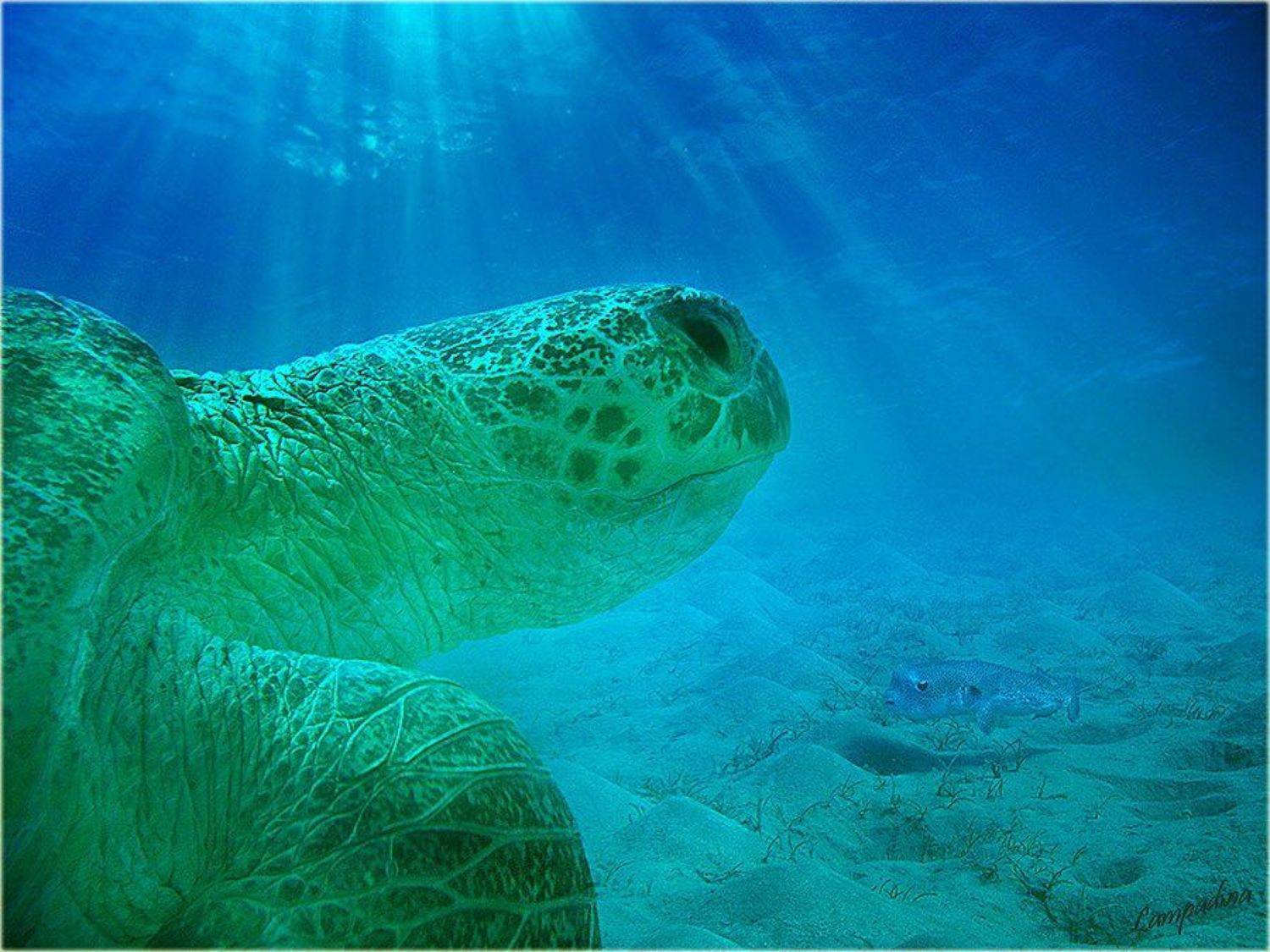 красное море , египет, черепаха, Lampadina (Svetlana Maximova)