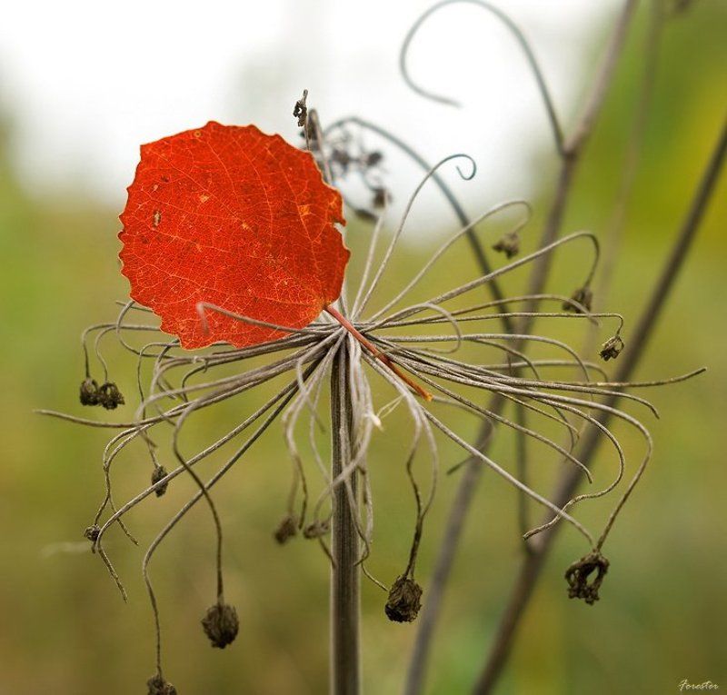 струны, природа Струны фото превью