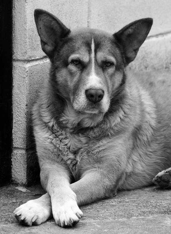 Sobachkin portret фото превью