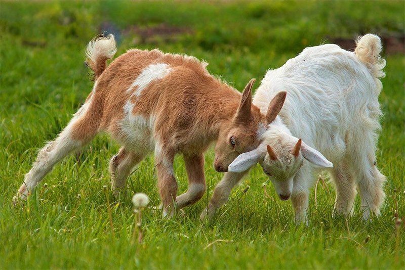Нежное столкновение. фото превью