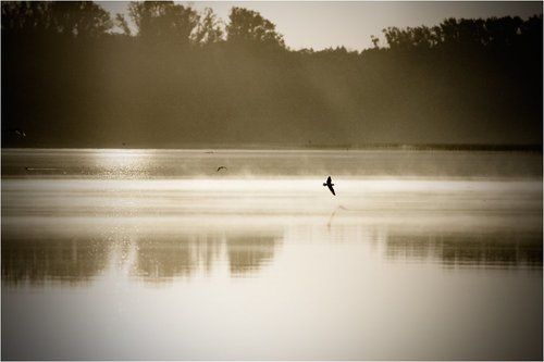 Мотыльки летящие на свет