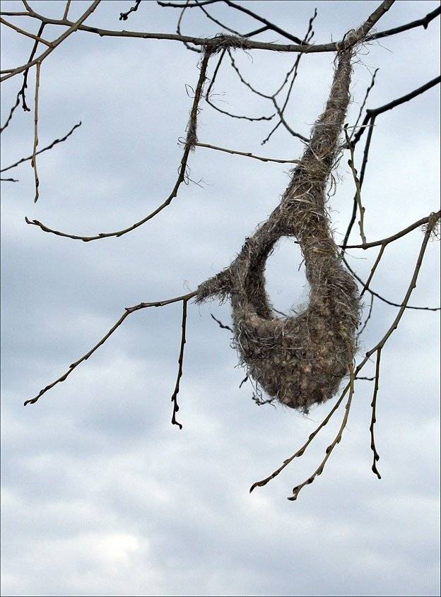 гнездо, КарОл