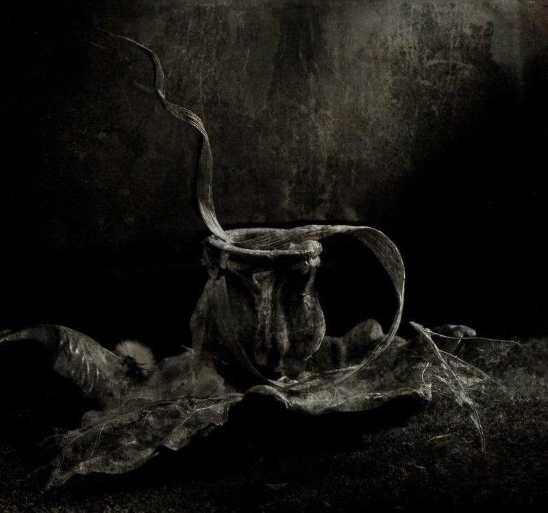 Тлен фото превью