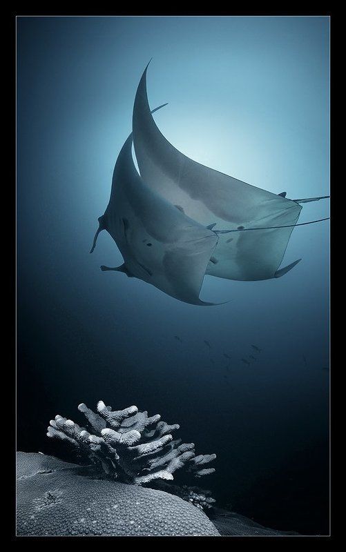 море,музыка,танец,манты,коралл Соната фото превью