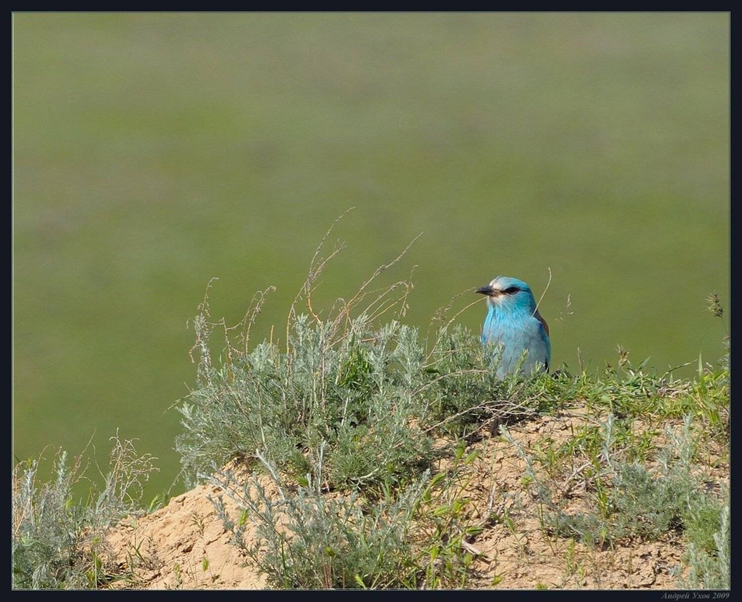 синяя,птица,природа,весна,горы,куст, Андрей Ухов