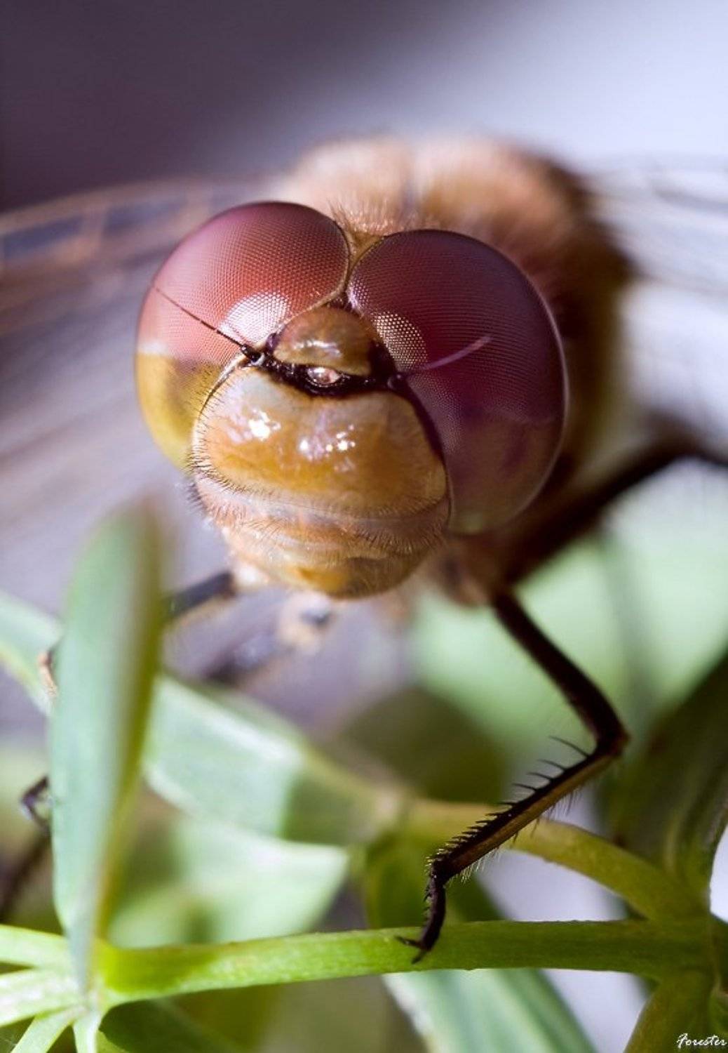 стрекоза, Алексей Баяндин