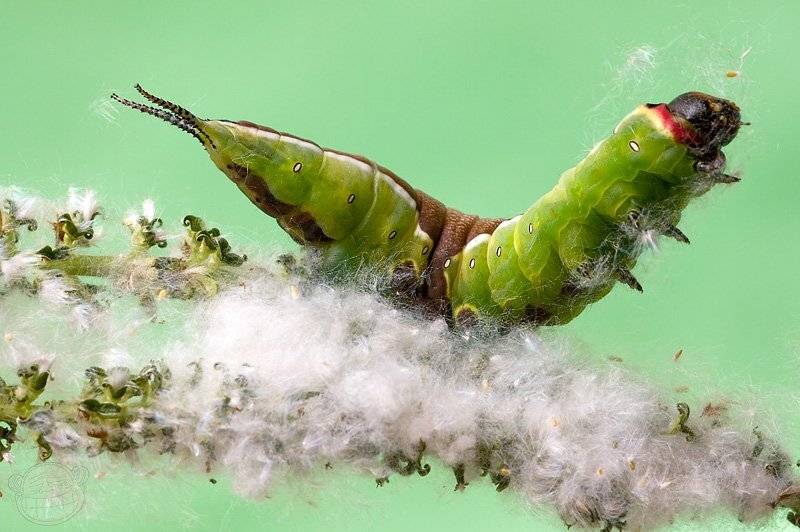 гусеница, макро, гарпия, осина, грин, Amazon-san