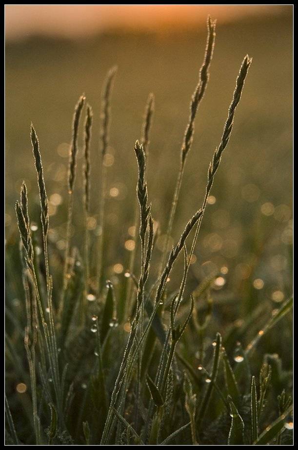 , Срибный Евгений