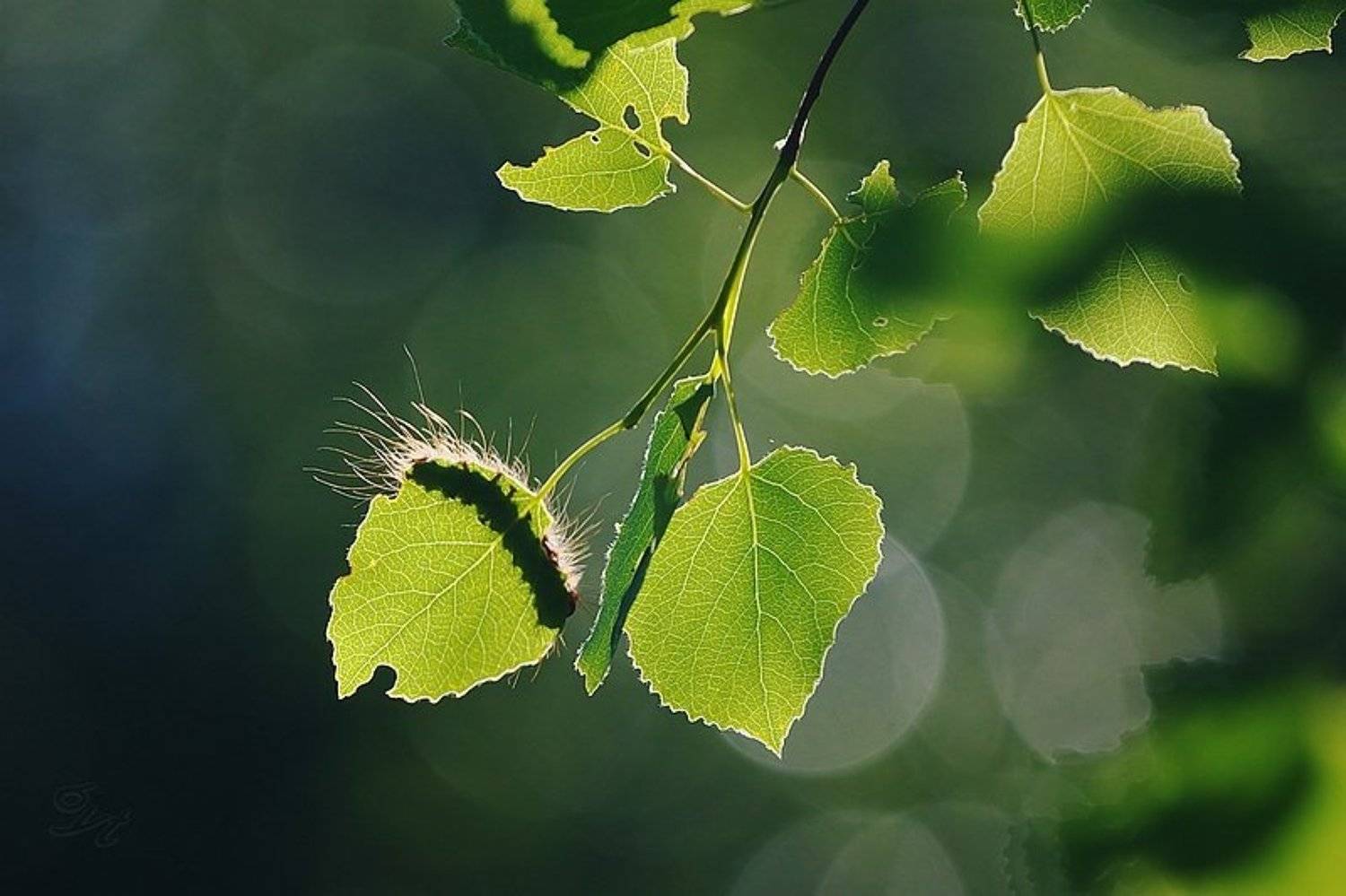 гусеница, утро, силинский лесопарк, Виктор Бут