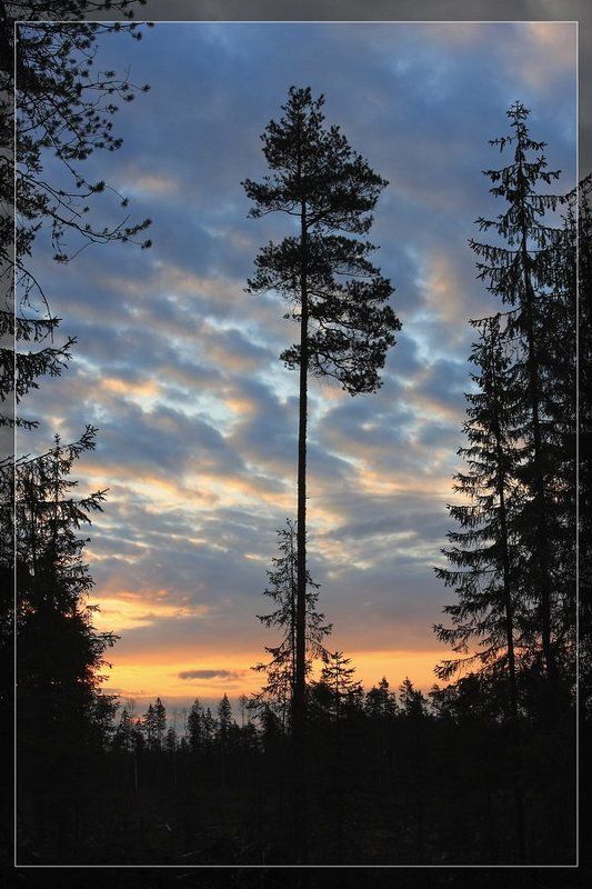 восход, шугозеро, силуэт Новый день фото превью