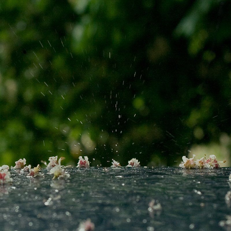 боке, дождь, зеленый, капля, мои фотографии, цветы Капля.Цветы каштана. фото превью