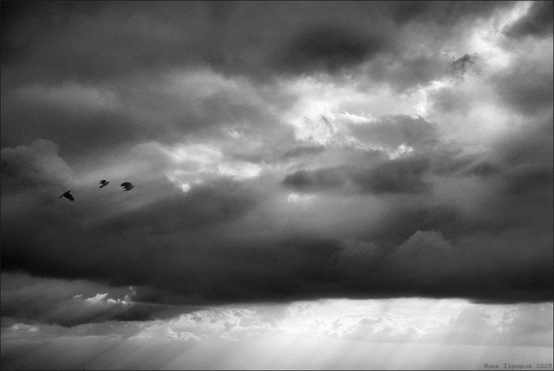 птицы, в, вышине В вышине фото превью