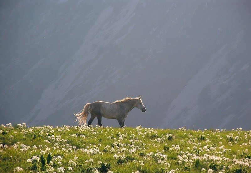 Ходят кони... над рекою.. фото превью