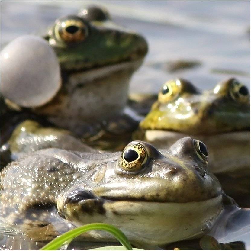 лягушки, КарОл