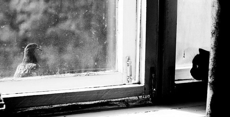 В гляделки фото превью