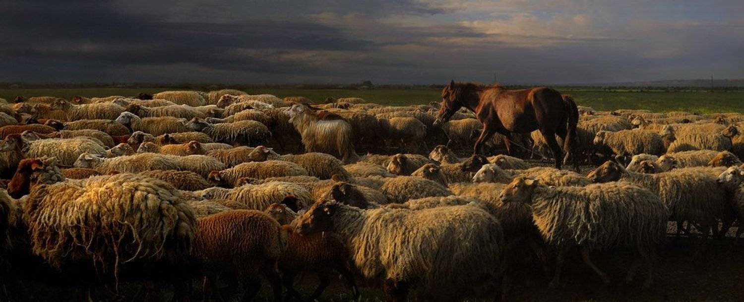 отара, азербайджан, fotomafia