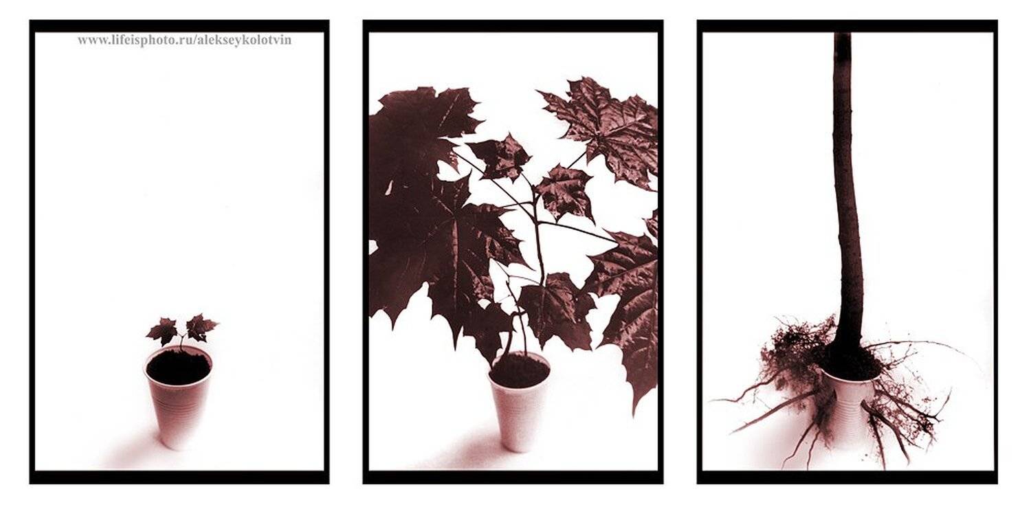 натюрморт, aleksey kolotvin