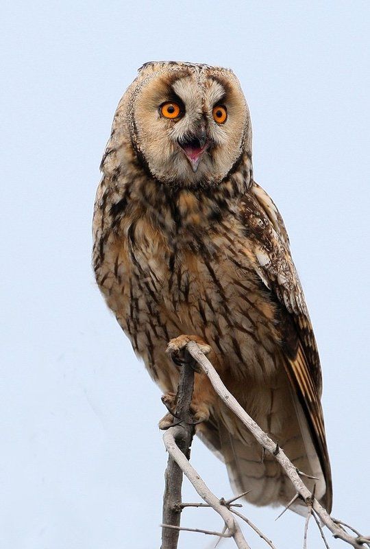 Cоло на сове фото превью