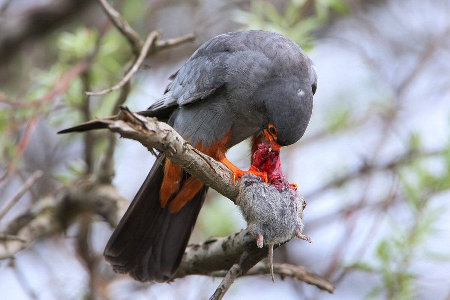 , Владимир Кучеренко