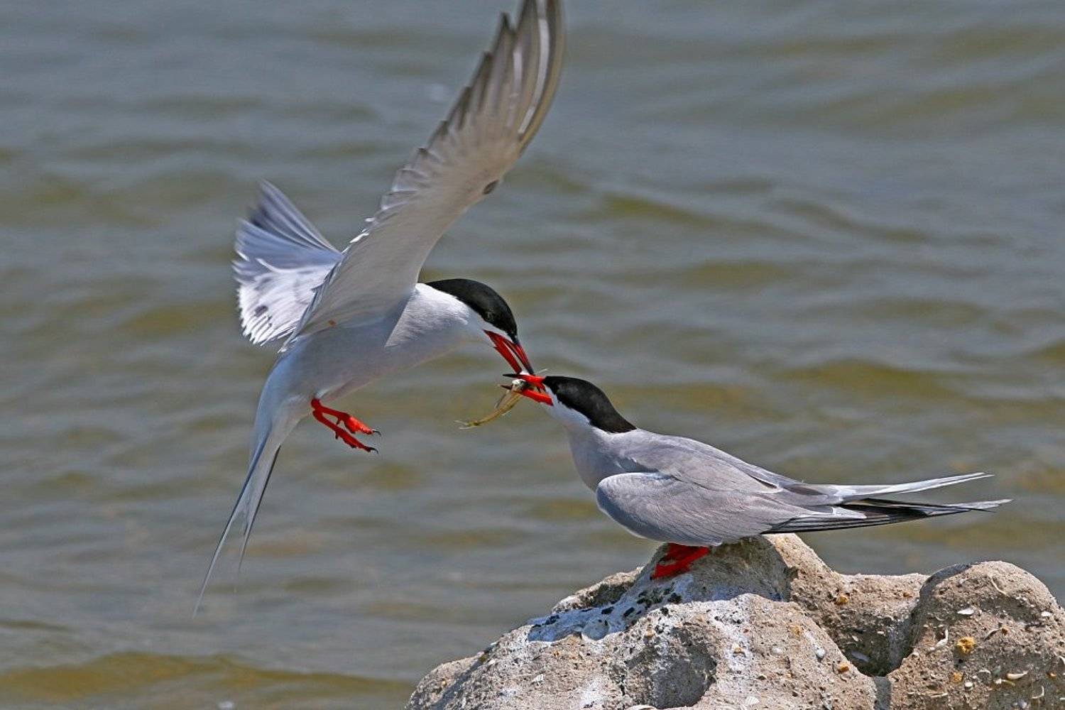 , Владимир Кучеренко