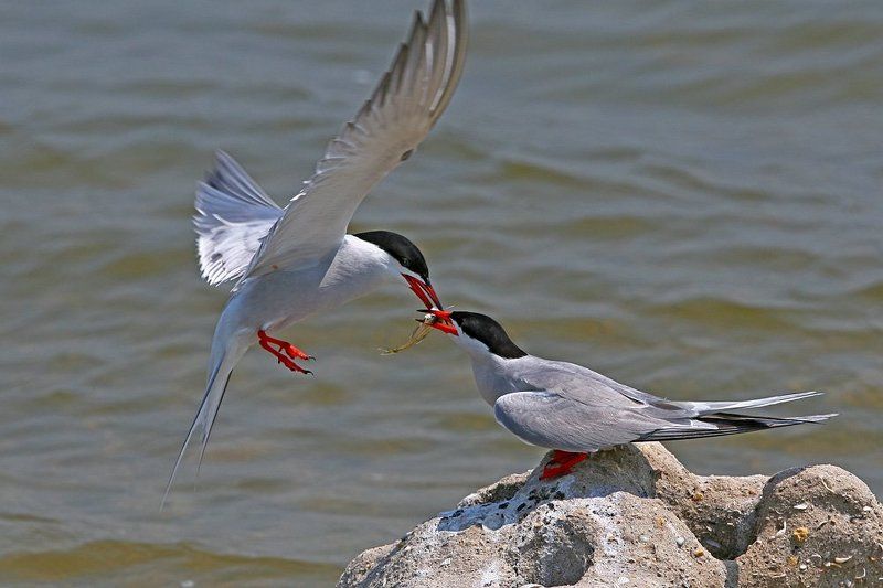 Подарки любимым фото превью