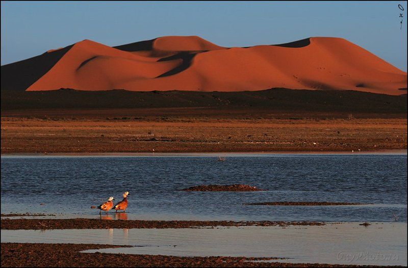 африка, марокко, africa, morocco, maroc, магриб, песок, дюны, пустыня, сахара, sand, dune, desert, sahara, эрг-шебби, erg-chebbi, merzouga, мерзуга Не мираж... фото превью