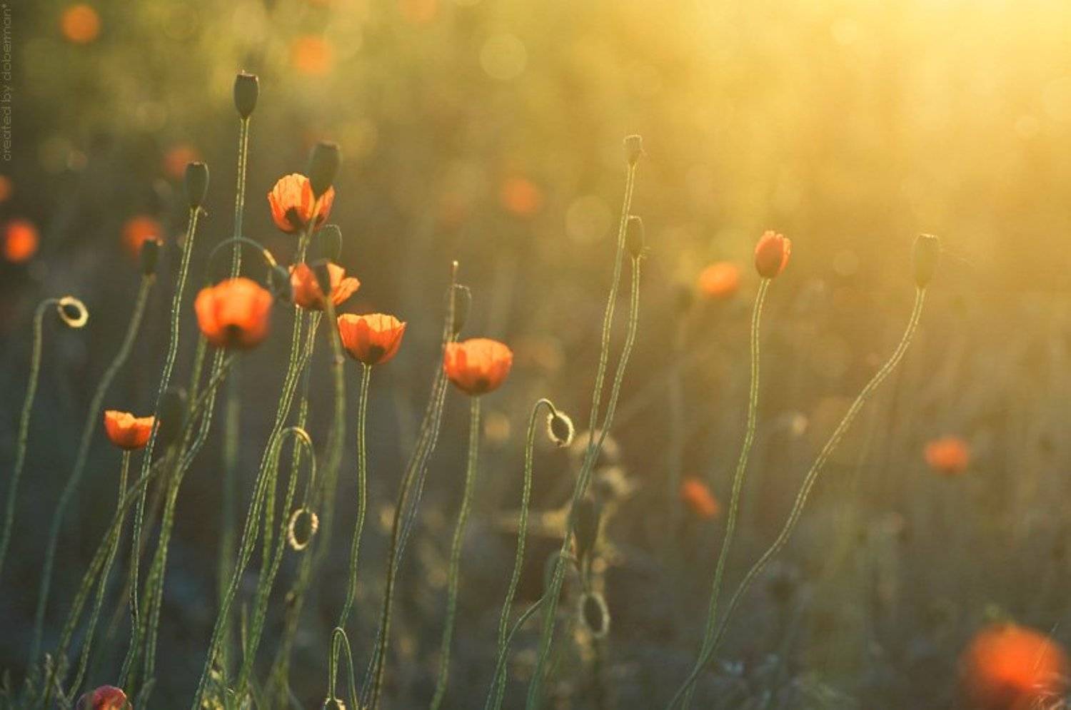 , Денис Богомолов