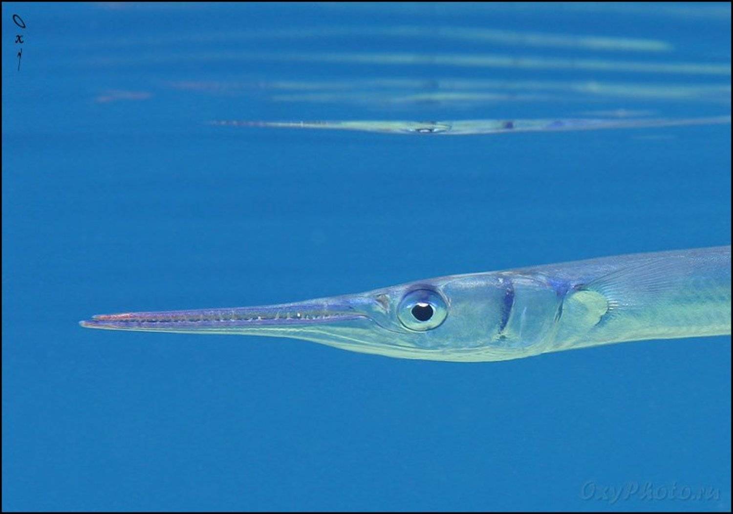 dahab, gulf akaba, red sea, tylosurus choram, дахаб, залив акаба, кораллы, красное море, море, подводная съемка, подводное фото, подводный мир, рыбы, сарган красноморский,, Оксана Борц