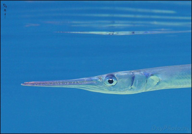 dahab, gulf akaba, red sea, tylosurus choram, дахаб, залив акаба, кораллы, красное море, море, подводная съемка, подводное фото, подводный мир, рыбы, сарган красноморский, Глазки, зубки и небольшое отражение всего этого от поверхности воды... фото превью