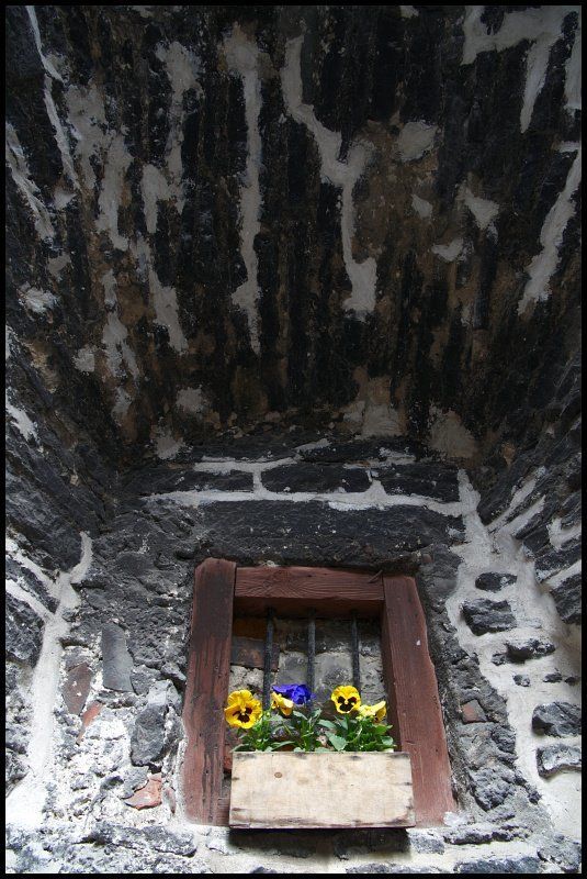 vana, tallinn Цветочки фото превью