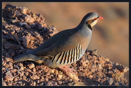 Встречи на скалах