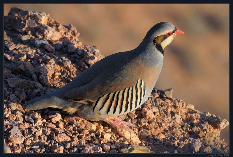 природа,животные,пустыня,каньон,птица,куропатка,скалы,вечер Встречи на скалах фото превью