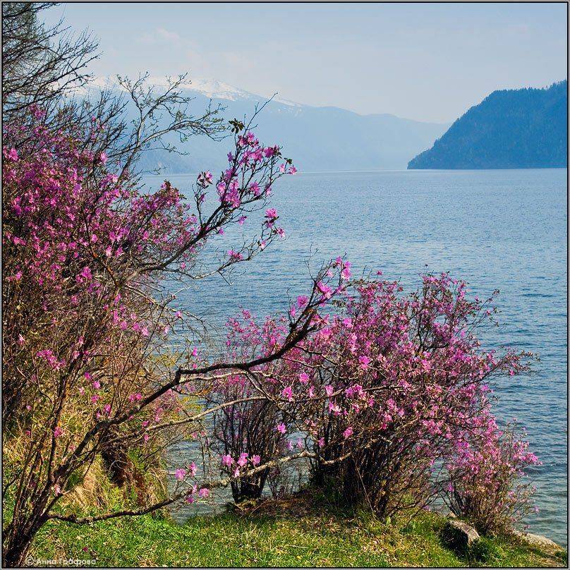 алтай, горы, горный алтай, озеро, телецкое, маральник, багульник, рододендрон сибирский, весна, аня графова, Аня Графова
