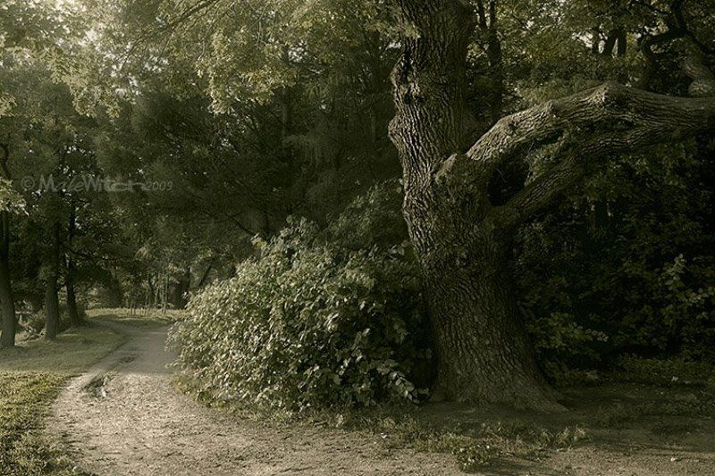 парк, лес, природа, пейзаж, дуб, дерево Asylum фото превью