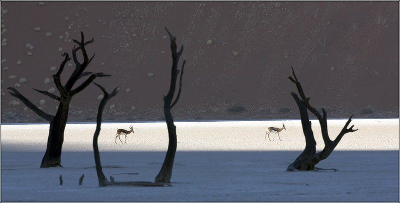 Пустыня Намиб, этюд № 6 фото превью