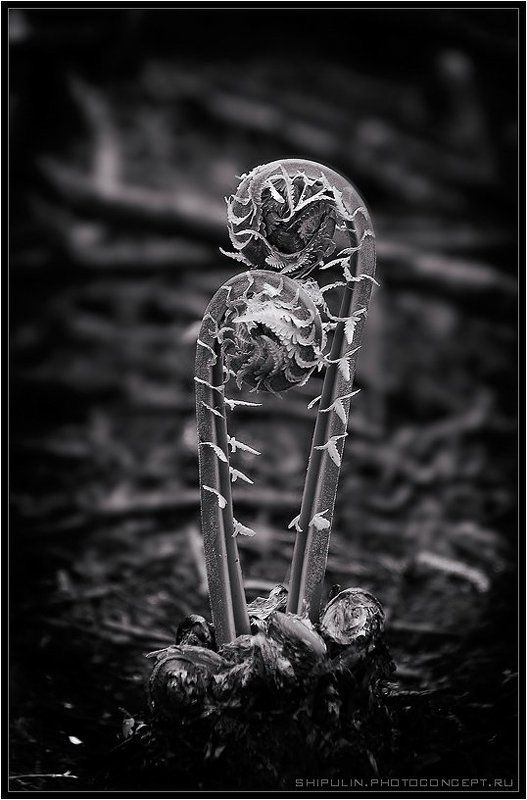 папоротник,папоротники Вместе фото превью