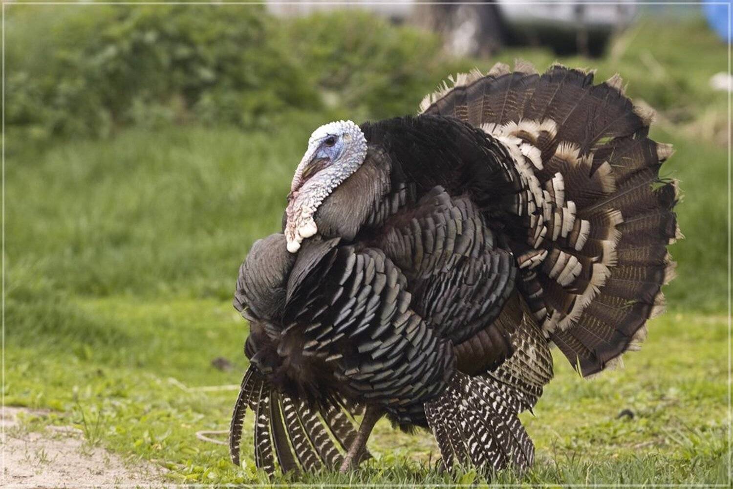 , Максим Ильин