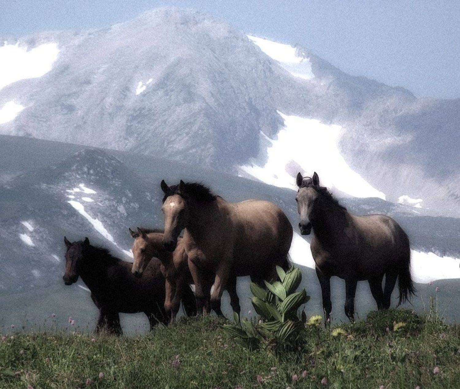кони,горы,кавказ, Сергей Павлов