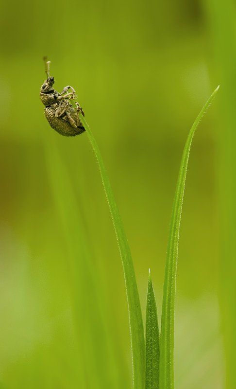 жук, макро На вершине фото превью