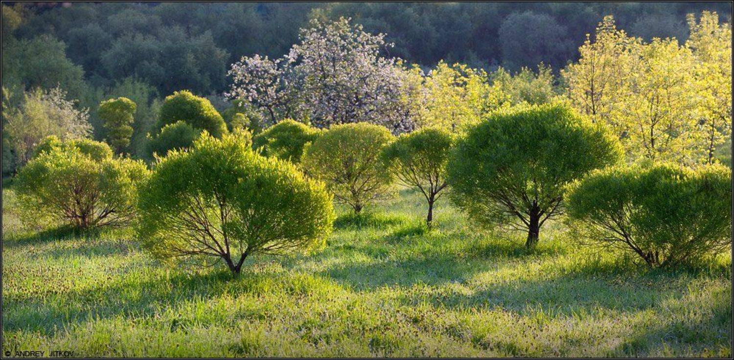 пейзаж, Андрей Житков