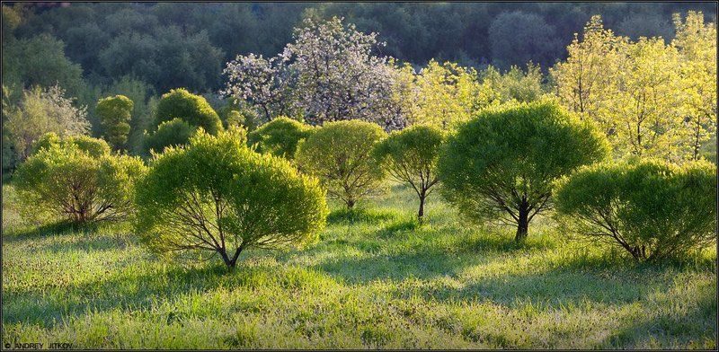 пейзаж Зелёное утро :) фото превью