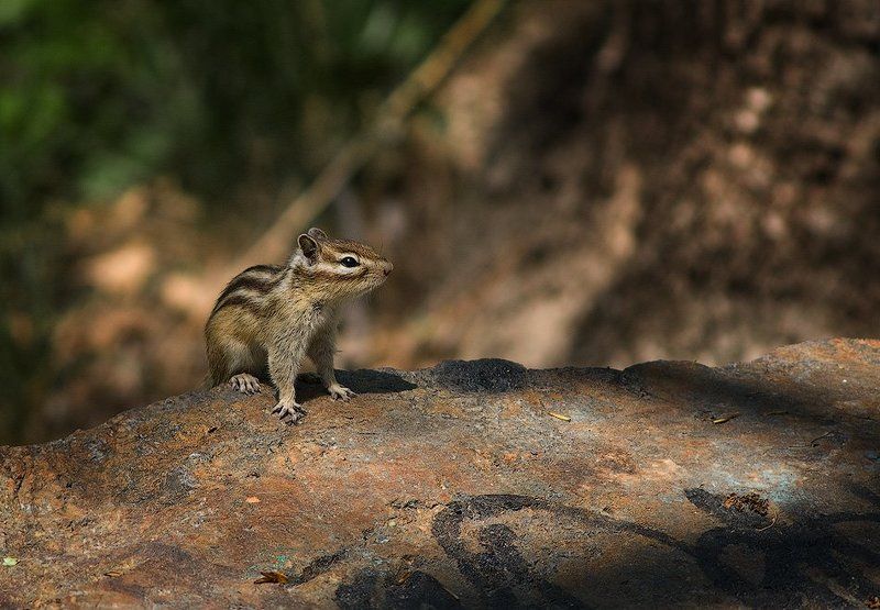 *** фото превью