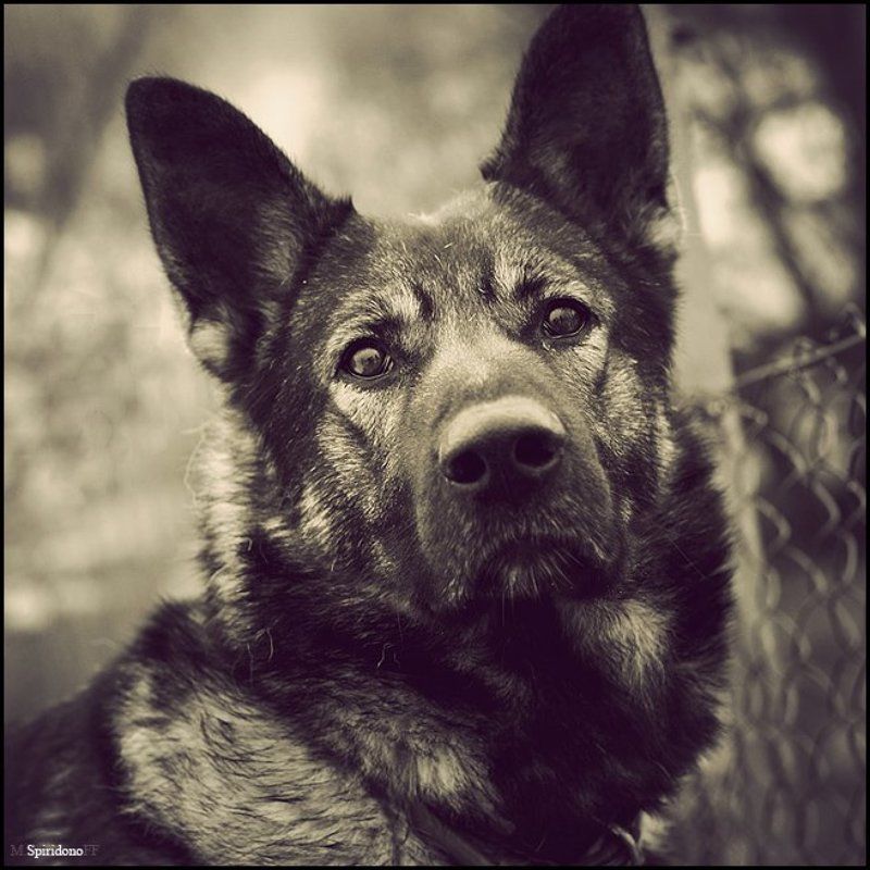 **Собаки други Челоовечиския* фото превью