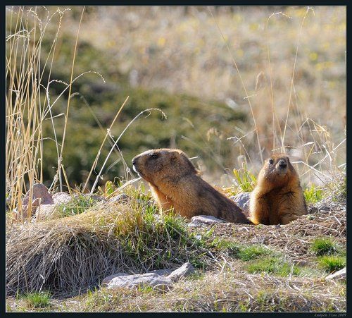 Сладкая парочка