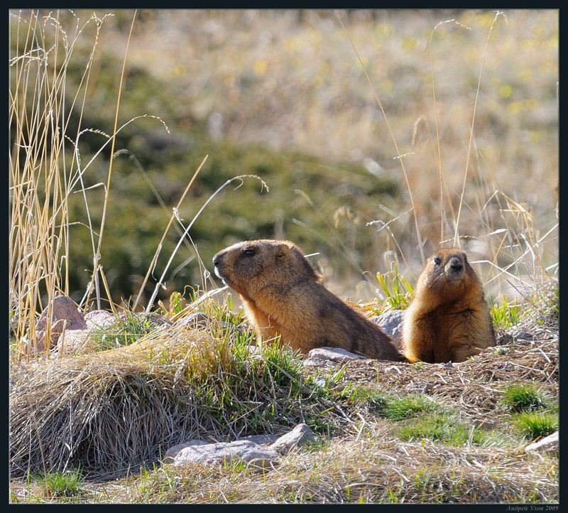 природа,горы,весна,жизнь,животные,сурки,нора,семья,счастье Сладкая парочка фото превью