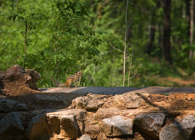 Знакомый бурундук фото превью