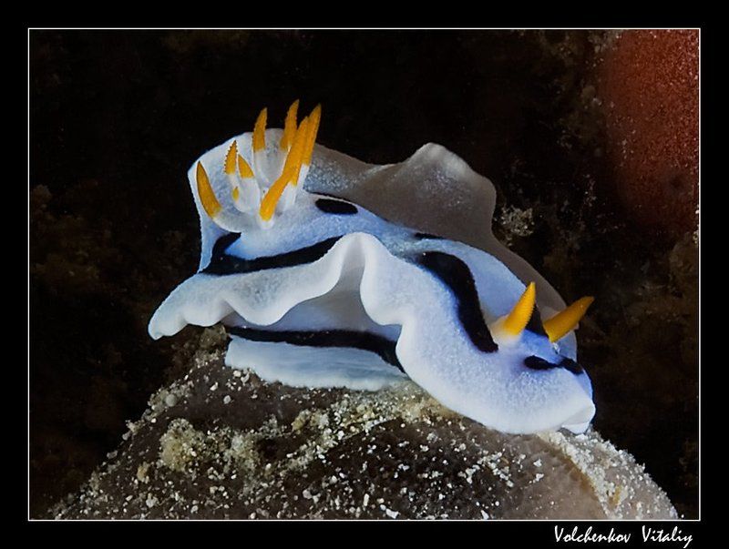 голожаберник я на камушке сижу фото превью