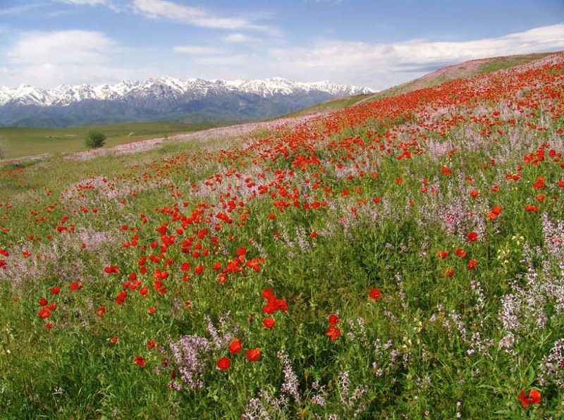 маки, горы, степь. Степные ковры фото превью