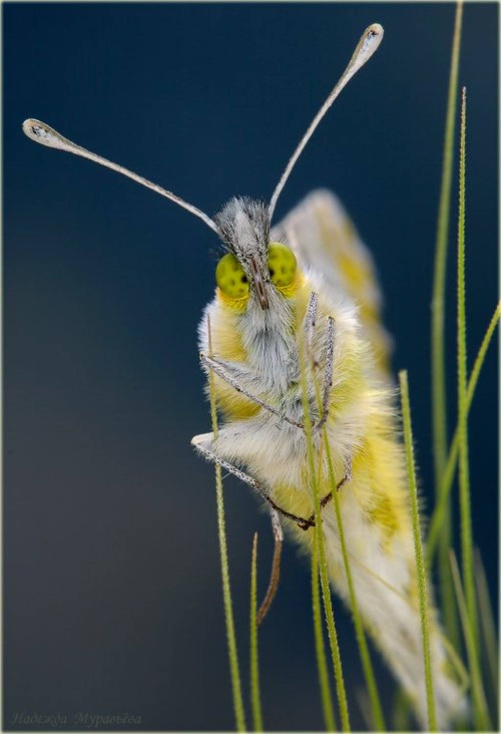 белянки, белянка, рапсовая, резедовая, горчичная, pieridae, pontia, edusa, Надежда Муравьёва