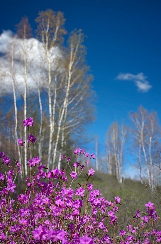 весна, багульник, рододендрон Где-то на сопках... фото превью